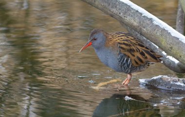 Su rayı, Rallus aquaticus. Bir kuş yiyecek aramak için dondurucu bir nehir boyunca yürür.