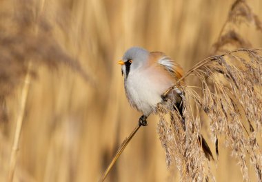 Sakallı reedling, Panurus biarmicus. Bir kuş bir nehir kıyısında sazlığa oturur.