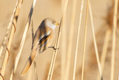 Sakallı reedling, Panurus biarmicus. Dişi bir kuş sazlıkların arasında oturur.