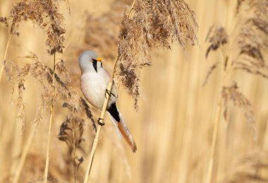 Sakallı reedling, Panurus biarmicus. Bir kuş bir nehir kıyısında sazlığa oturur.