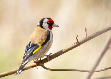Avrupa ispinozu, Carduelis carduelis. Bir kuş güzel bir arka planda bir dala oturur.