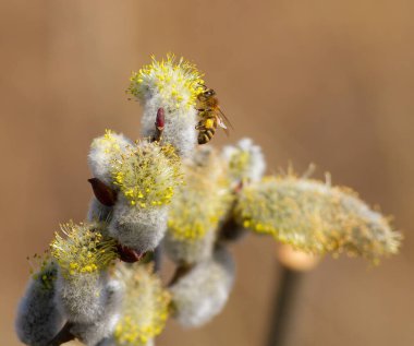 Salix, Willow, Bees, Anthophila. Bir arı çiçek açan bir söğüt ağacında nektar toplar.