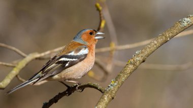 Yaygın ispinoz, Fringilla coelebs. Erkek bir dala oturur ve şarkı söyler.
