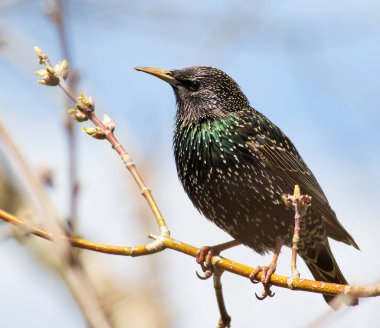 Hadi sığırcık, Sturnus vulgaris. Bir kuş bir dala oturur, bahar, yapraklar açar