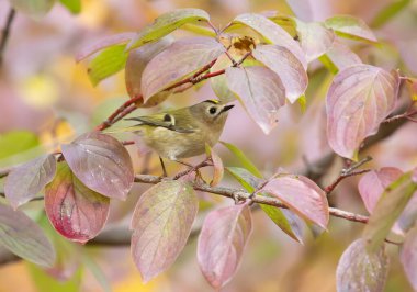 Goldcrest, Regulus regulus. Sonbahar sabahı, bir kuş güzel yaprakların arasında bir dala oturur.