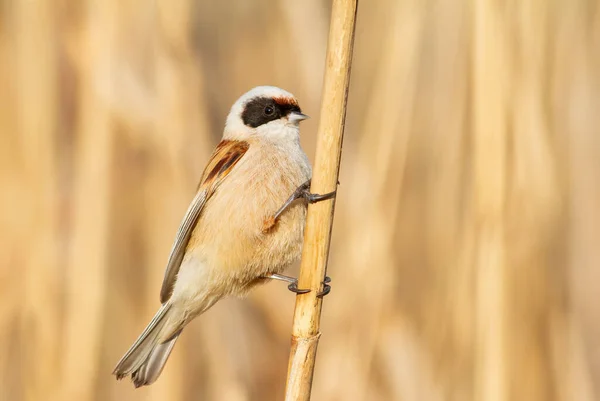 Eurasian Penduline Tit Remiz Pendulinus Bird Sits Reed Stalk Riverbank — Foto de Stock