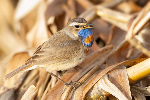 Bluethroat, Luscinia svecica. Erkek, nehir kıyısındaki sazlıklar arasında otururken şarkı söyler.
