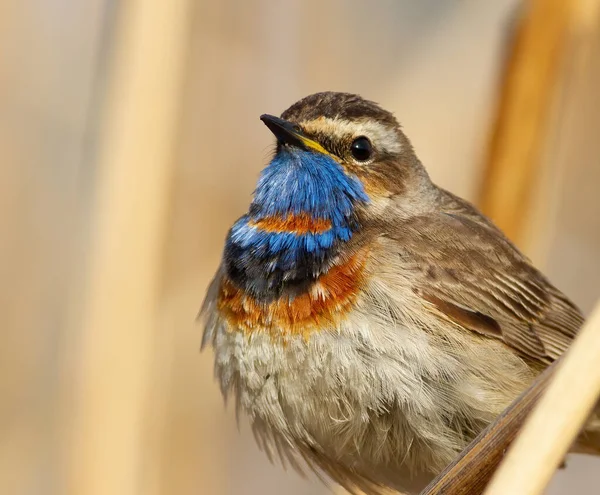 Bluethroat, Luscinia svecica. Erkek, yakın plan. Kuş sazlıkların arasında oturur.
