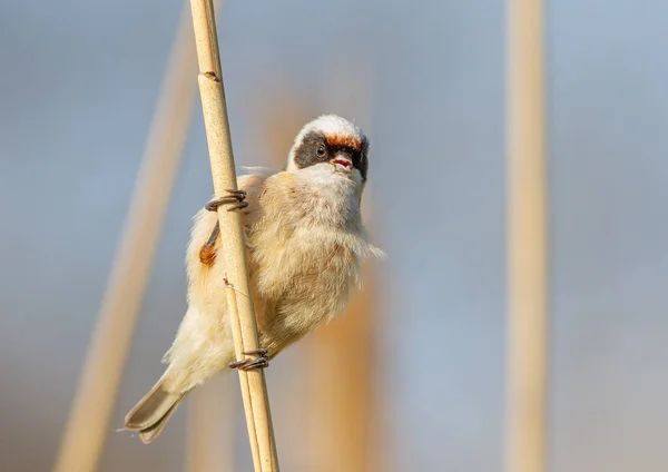 Eurasian Penduline Tit Remiz Pendulinus Male Bird Sings While Sitting — Φωτογραφία Αρχείου