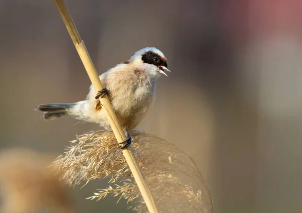 Eurasian Penduline Tit Remiz Pendulinus Male Bird Sings While Sitting — Photo