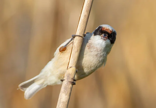 Eurasian Penduline Tit Remiz Pendulinus Male Bird Sings While Sitting — Stock Fotó