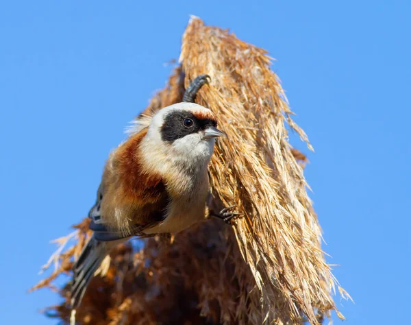 Eurasian Penduline Tit Remiz Pendulinus Bird Sits Top Reed Sky — Stockfoto
