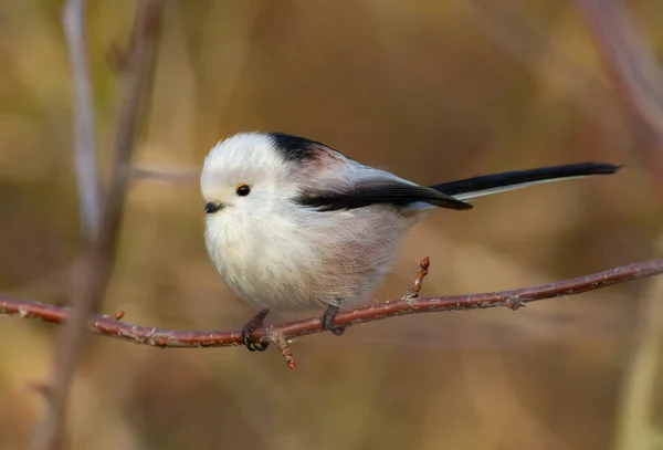 Long Tailed Tit Aegithalos Caudatus Bird Sits Thin Branch — ストック写真