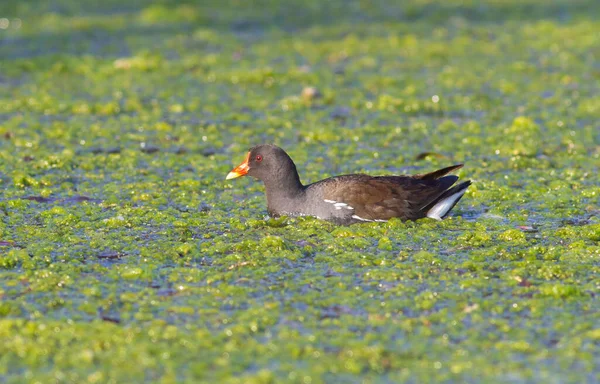普通的土拨鼠 金银花 一只鸟在布满海藻的池塘里游泳 — 图库照片