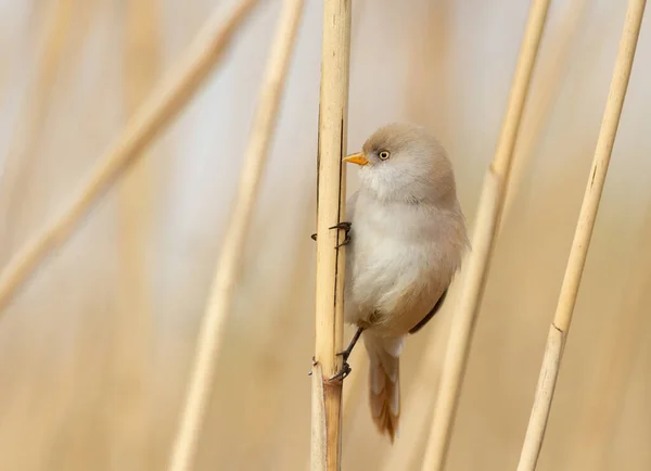 Bärtiger Riedling Panurus Biarmicus Ein Weiblicher Vogel Sitzt Auf Einem — Stockfoto