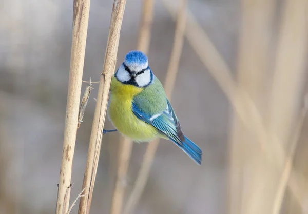 Eurasian Blue Tit Cyanistes Caeruleus Bird Sits Thicket Reeds — Stock fotografie