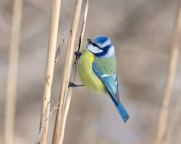 Eurasian Blue Tit Cyanistes Caeruleus Bird Sits Thicket Reeds — Stockfoto