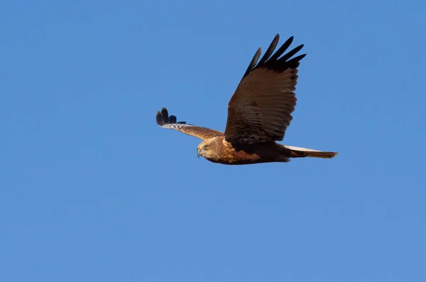 西沼の障壁 サーカスAeruginosus 鳥が空に向かって川を飛ぶ — ストック写真
