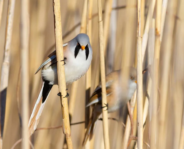 Sakallı reedling, Panurus biarmicus. Erkek kuş sazlık bir çalılıkta oturur.