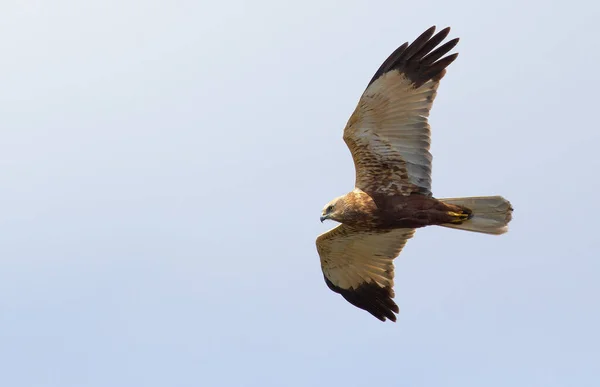 Western Marsh Harrier Circus Aeruginosus Bird Flies River Reeds Search — Foto Stock