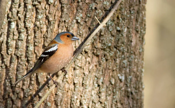 Common Chaffinch Fringilla Coelebs Bird Sits Branch Front Thick Tree — Stock Photo, Image