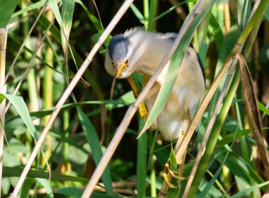 Biraz acı, Ixobrychus minute. Nehir kıyısındaki sazlıklar arasında bir kuş oturuyor.