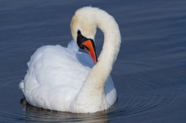 Dilsiz kuğu, Cygnus rengi. Sabahın erken saatlerinde bir kuş nehirden aşağı süzülür.