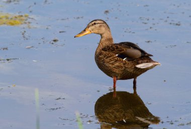 Mallard, Anas platyrhynchos. Dişi bir kuş kıyıya yakın nehirde duruyor.