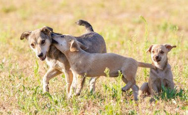 Dog, Canis familiaris. Annesiyle oynayan bir köpek yavrusu