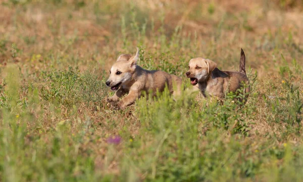 Dog, Canis familiaris. Çayırda oynayan köpek yavruları