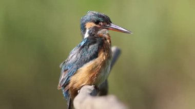Sıradan bir balıkçı, Alcedo bu işte. Bir kuş bir dala oturur ve tüylerini fırçalar