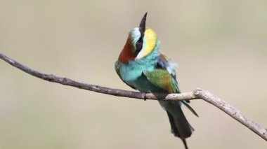 Avrupalı arı yiyici, Merops apiaster. Bir kuş bir dala oturur, etrafına bakar, uçar gider.