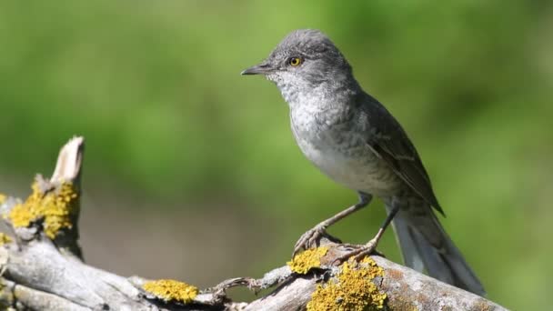 Waldsänger Sylvia Nisoria Ein Vogel Sitzt Auf Einem Ast Singt — Stockvideo
