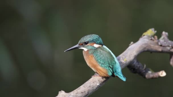 Pescador Común Alcedo Esto Pájaro Sienta Una Rama Sobre Río — Vídeo de stock