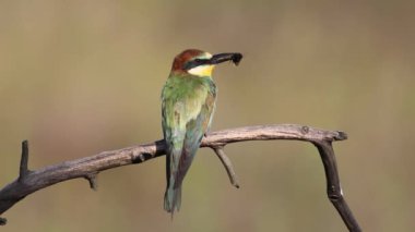 Avrupalı arı yiyici, Merops apiaster. Bir kuş bir dala oturmuş, avını gagasında tutuyor.