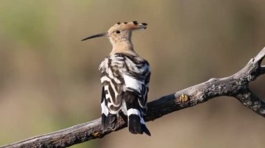 Avrasya hupoesi, Upupa epops. Bir kuş bir dala oturmuş, tüylerini fırçalıyor, düz arkaplan