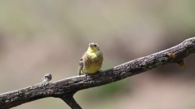 Sarı Çekiç, Emberiza Citrinella. Bir kuş ötüyor, bir dala oturmuş, güzel, pürüzsüz bir arka plan