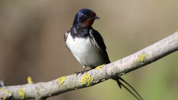 Ahır Kırlangıcı Hirundo Rustica Bir Kuş Dalda Oturuyor Tüylerini Fırçalıyor — Stok video