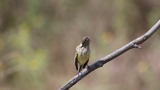 Zachodniożółty Wagon Motacilla Flava Ptak Siada Gałęzi Szczotkując Pióra — Wideo stockowe
