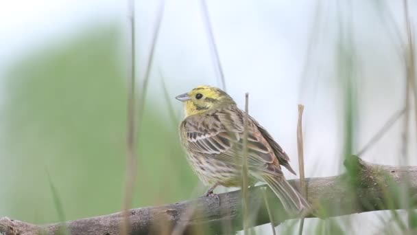 Yellowhammer Emberiza Citrinella Pájaro Canta Sentado Una Rama Entre Hierba — Vídeos de Stock