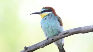 Avrupalı arı yiyici, Merops apiaster. Dalda oturan bir kuş, yakından, etrafa bakıyor.