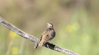 Woodlark, Lullula Arborea 'da. Bir kuş bir dala oturur ve tüylerini fırçalar