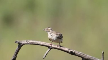 Woodlark, Lullula Arborea 'da. Bir kuş bir dala oturur ve tüylerini fırçalar