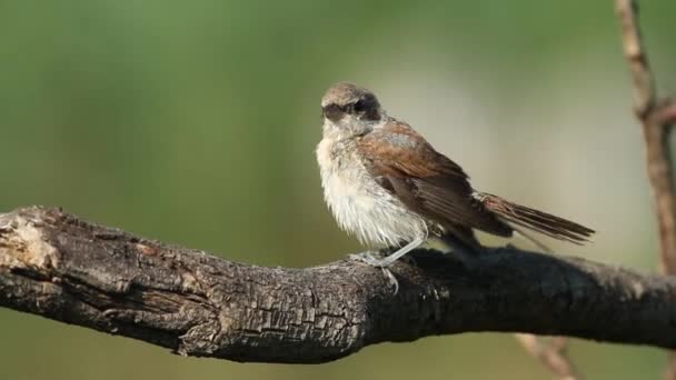 Rotrückenwürger Lanius Collurio Ein Junger Vogel Sitzt Auf Einem Ast — Stockvideo