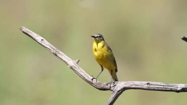 Cauda Amarela Ocidental Motacilla Flava Pássaro Senta Galho Belo Fundo — Vídeo de Stock