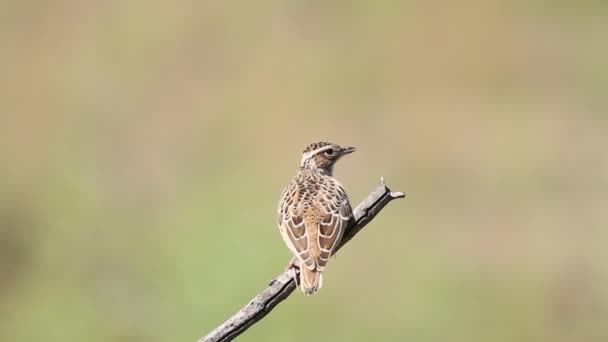 Woodlark Lullula Arborea Bir Kuş Dala Oturur Tüylerini Fırçalar Şarkı — Stok video