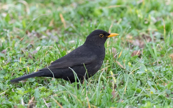 Common Blackbird Male Bird Walks Ground Grass Looking Worms Eat — Stock Photo, Image