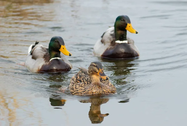 Stockente Ein Vogel Schwimmt Einem Teich Der Sich Wasser Spiegelt — Stockfoto