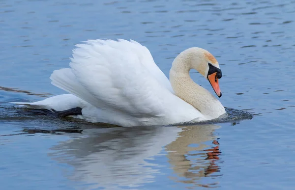 Mute Swan Bird Sails River Early Morning — Stock Photo, Image