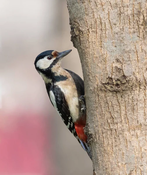 Great Spotted Woodpecker Bird Sits Tree Trunk — Stock Photo, Image